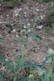 Cirsium buschianum. Верхушка веточки с нераскрывшимися соцветиями. Кабардино-Балкария, Эльбрусский р-н, долина р. Ирик, ок. 2200 м н.у.м., у тропы на склоне горы. 28.07.2017.