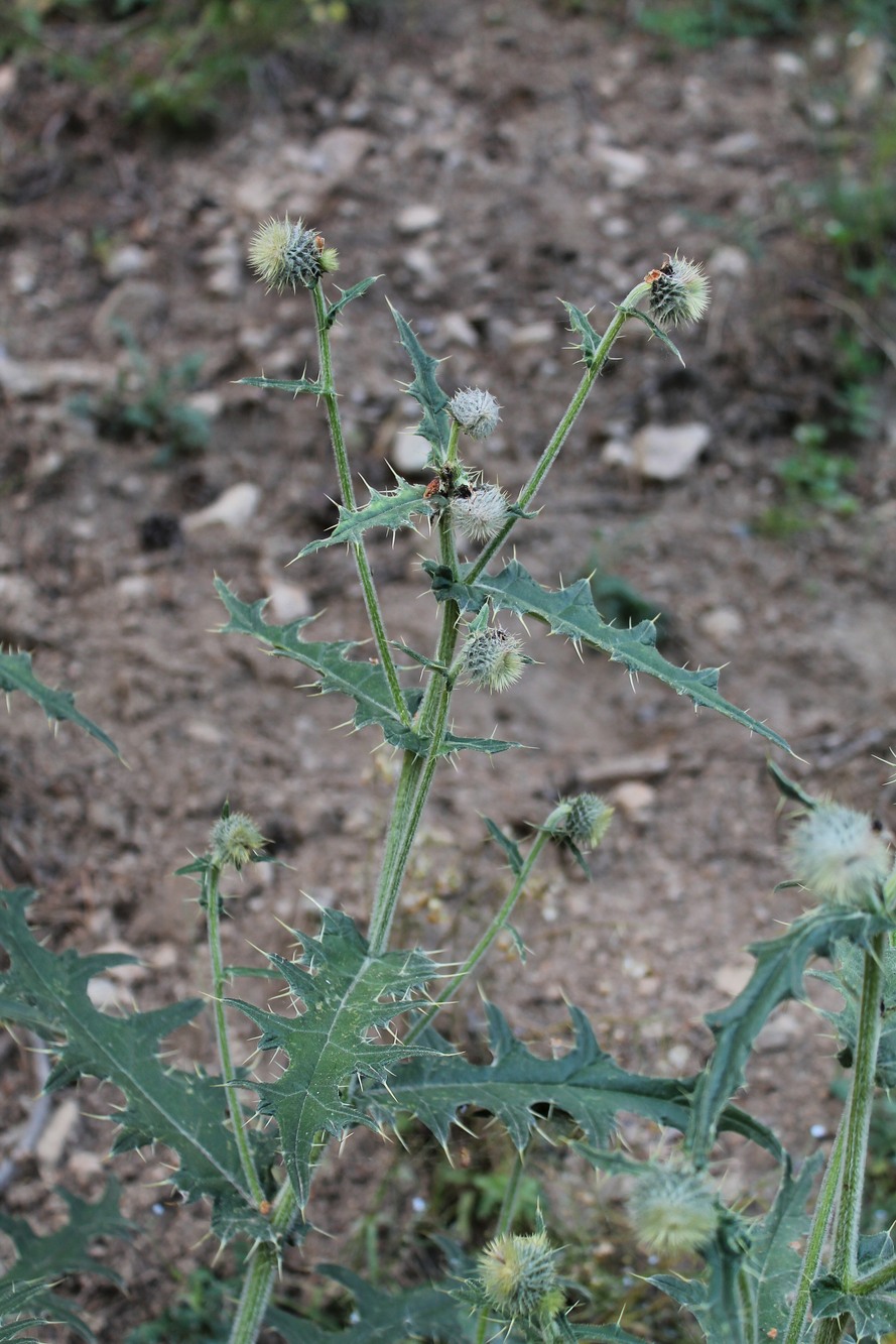 Изображение особи Cirsium buschianum.