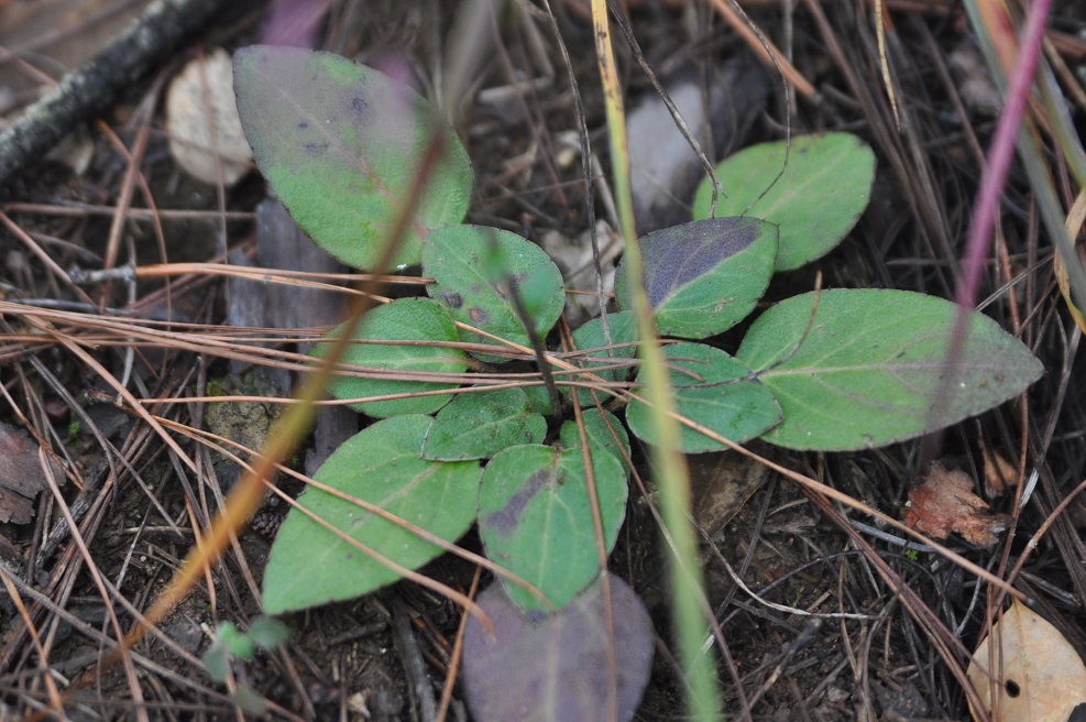 Изображение особи Ainsliaea yunnanensis.