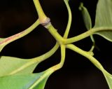 Lophostemon confertus