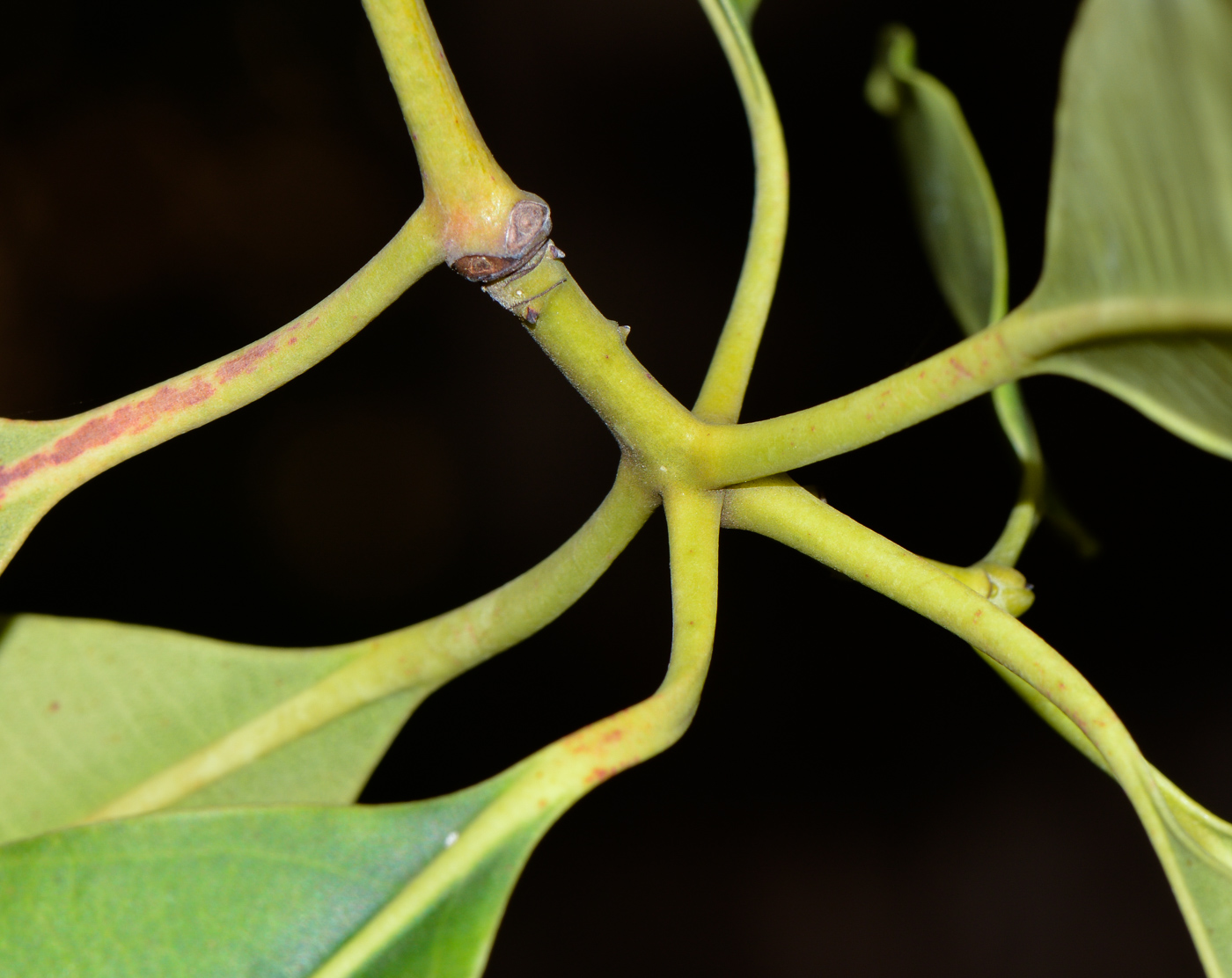 Image of Lophostemon confertus specimen.