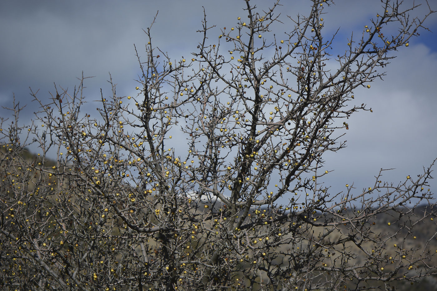 Image of Crataegus aronia specimen.