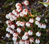 Harrimanella hypnoides