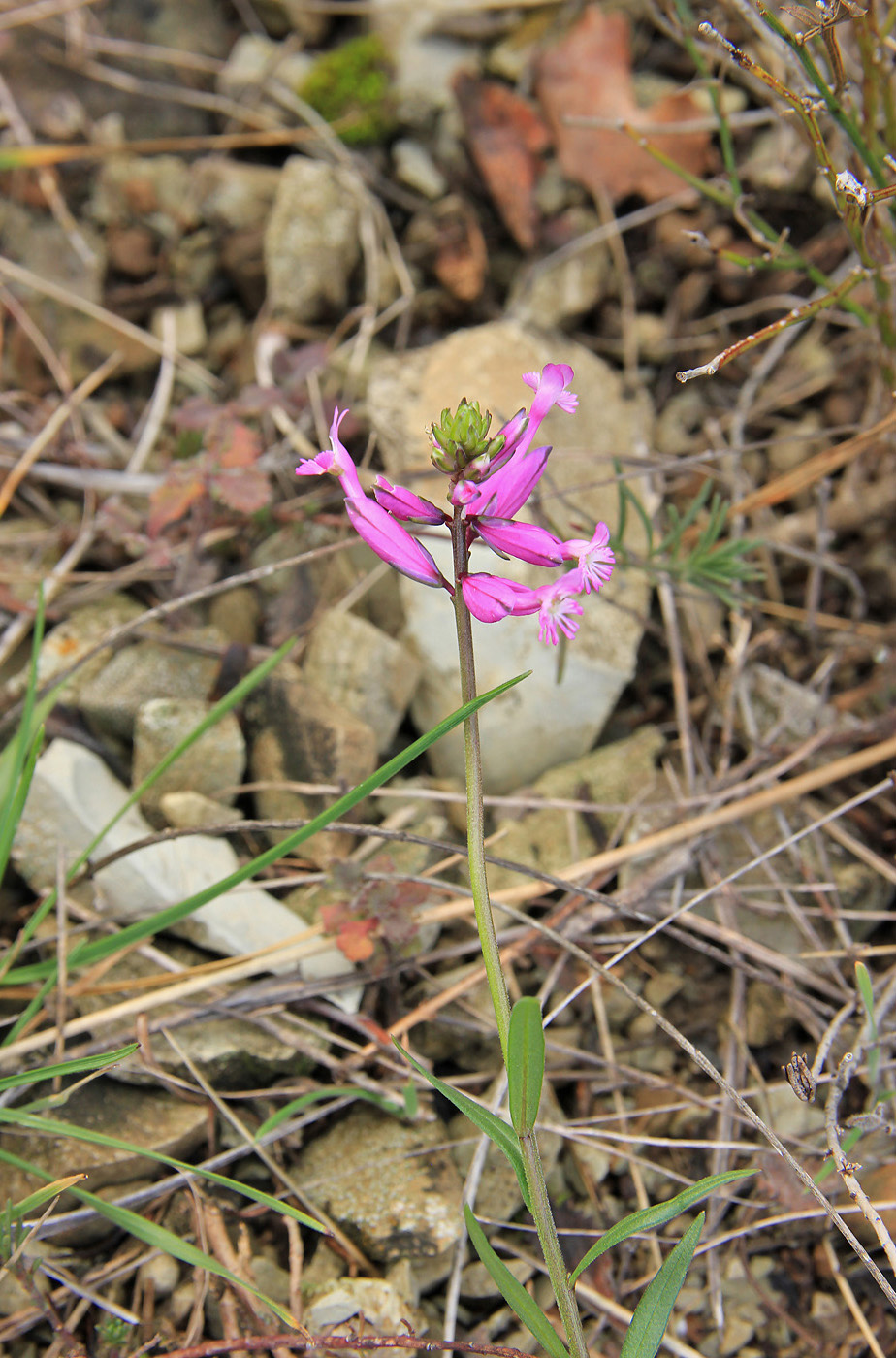 Image of Polygala major specimen.