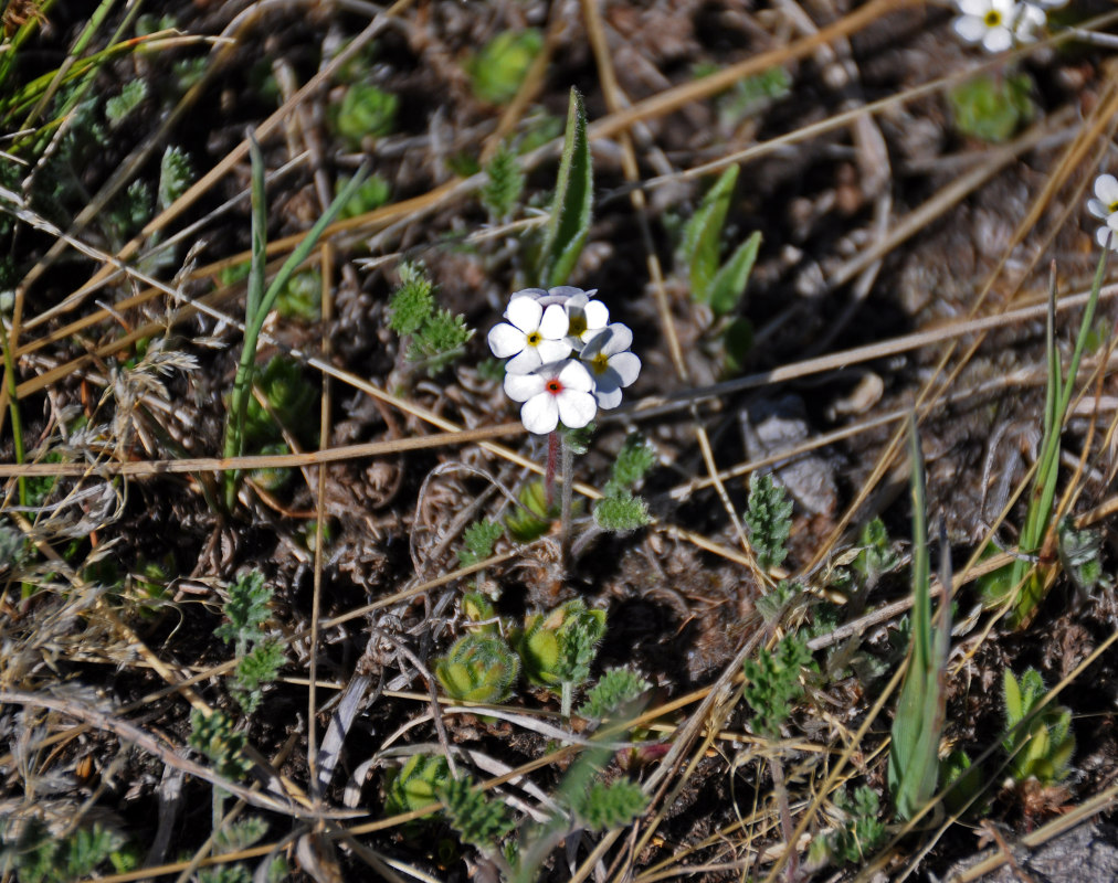 Image of Androsace lehmanniana specimen.