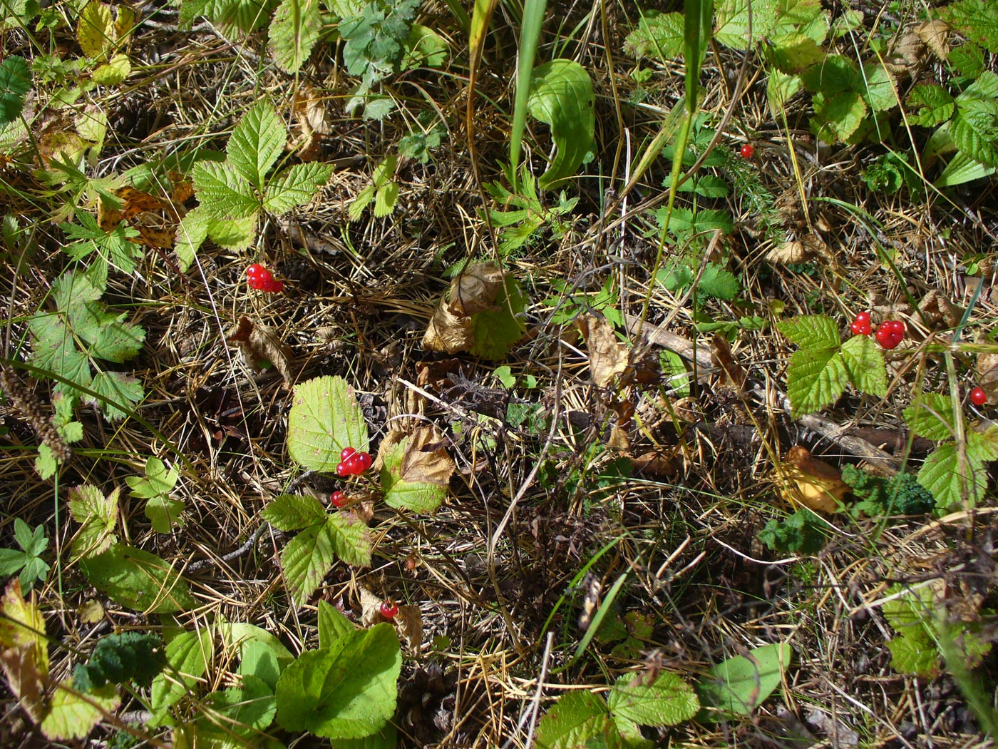 Image of Rubus saxatilis specimen.