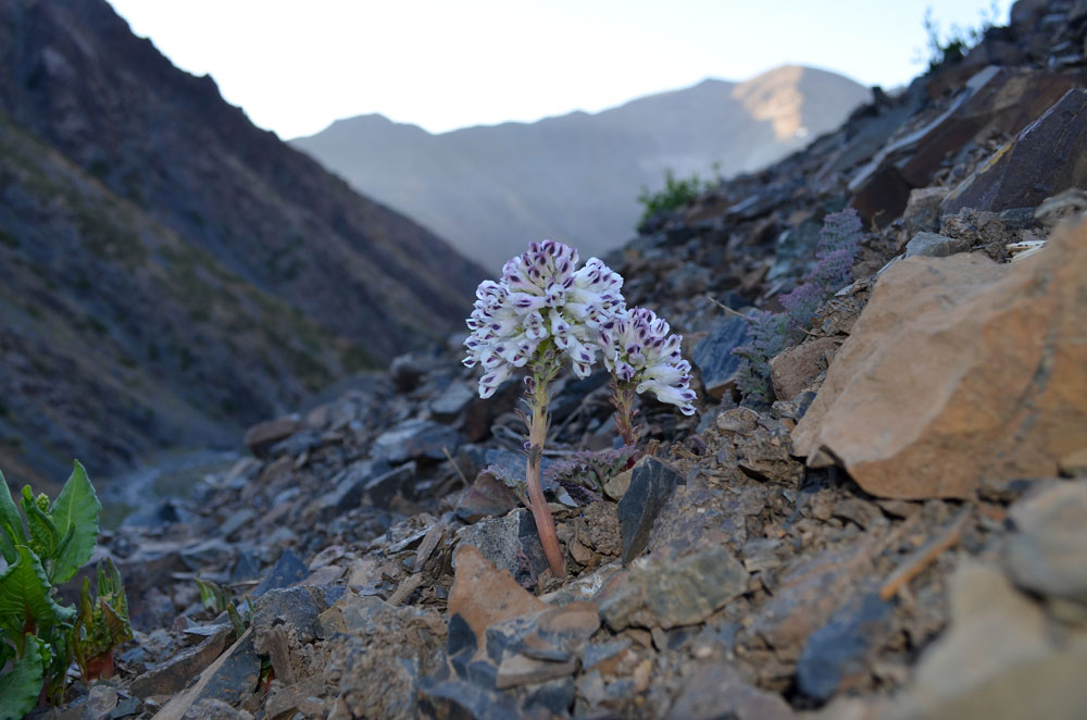 Изображение особи Cysticorydalis fedtschenkoana.