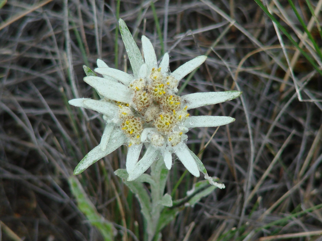 Image of Leontopodium conglobatum specimen.