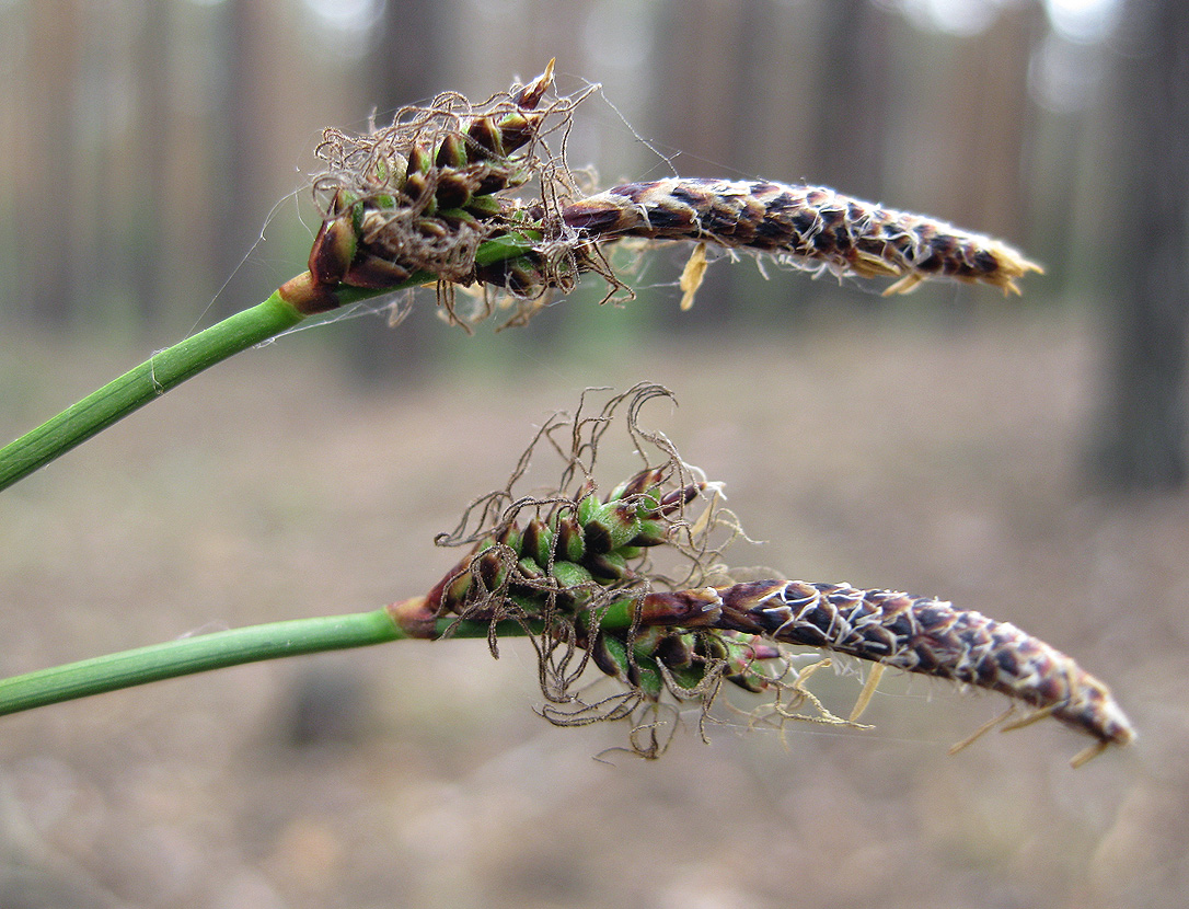 Изображение особи Carex ericetorum.