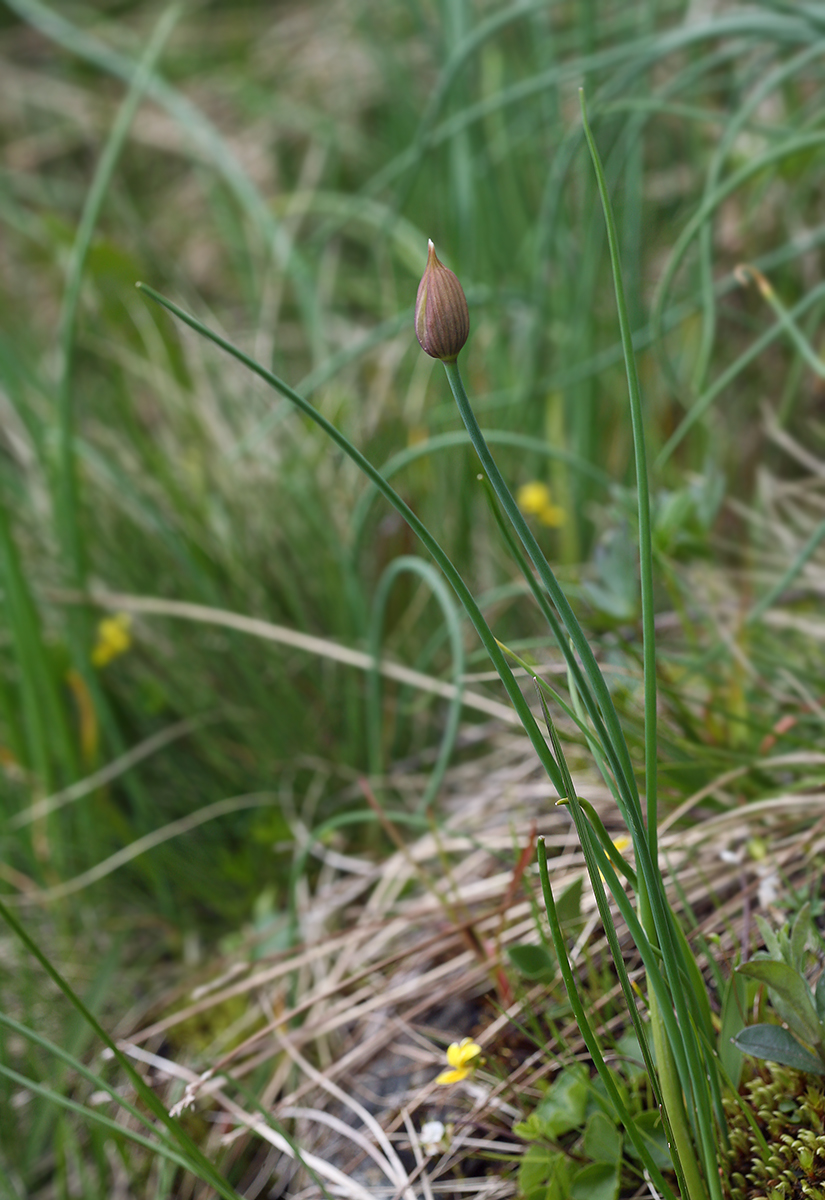 Image of Allium schoenoprasum specimen.