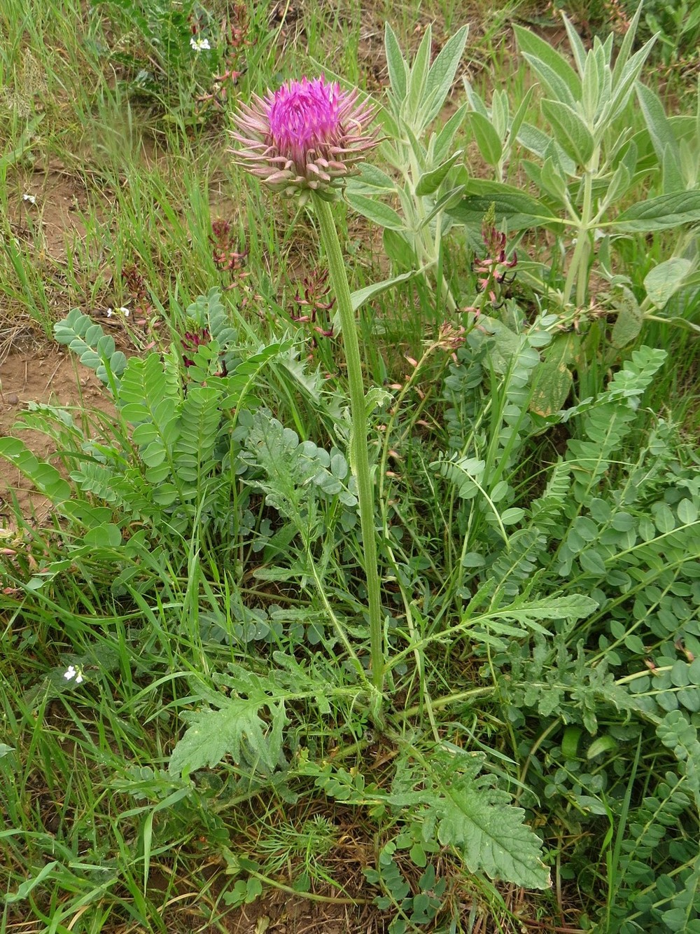 Изображение особи Jurinea bipinnatifida.