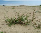 Scrophularia incisa