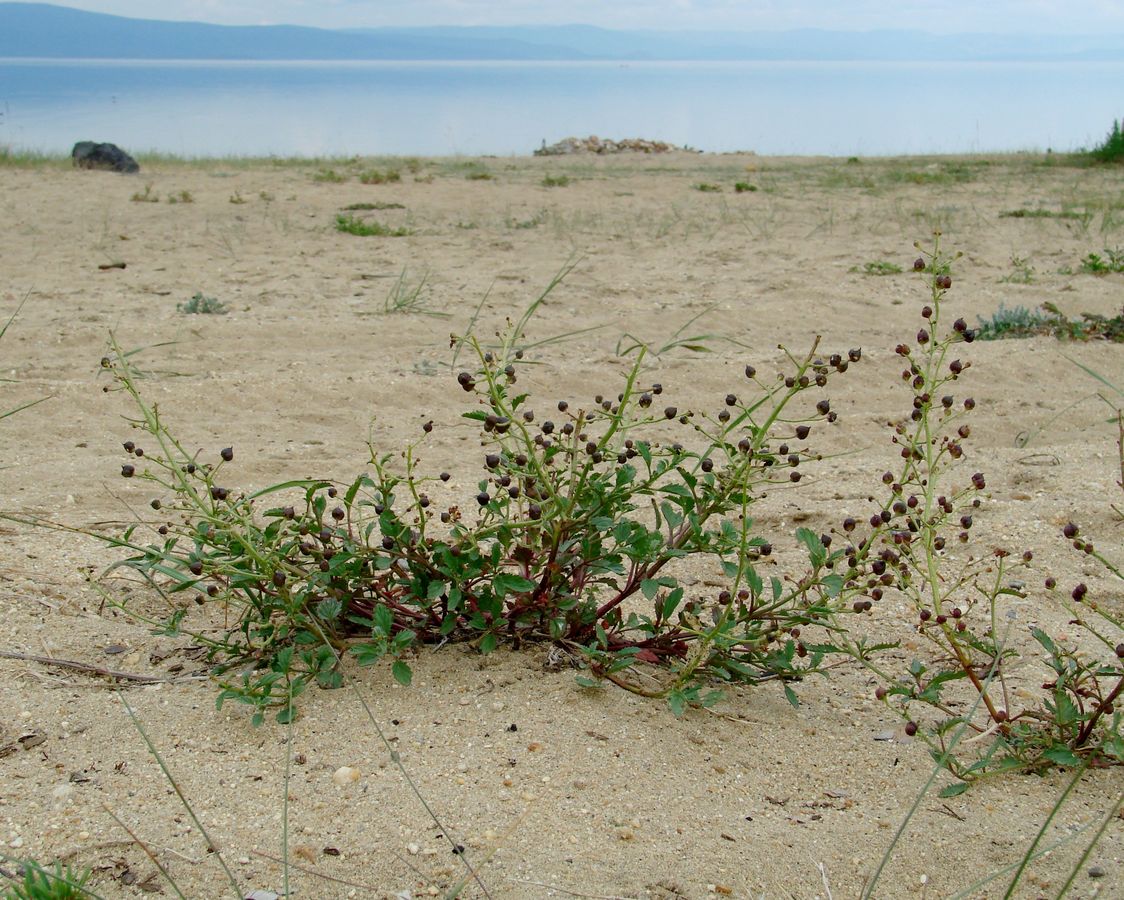 Image of Scrophularia incisa specimen.