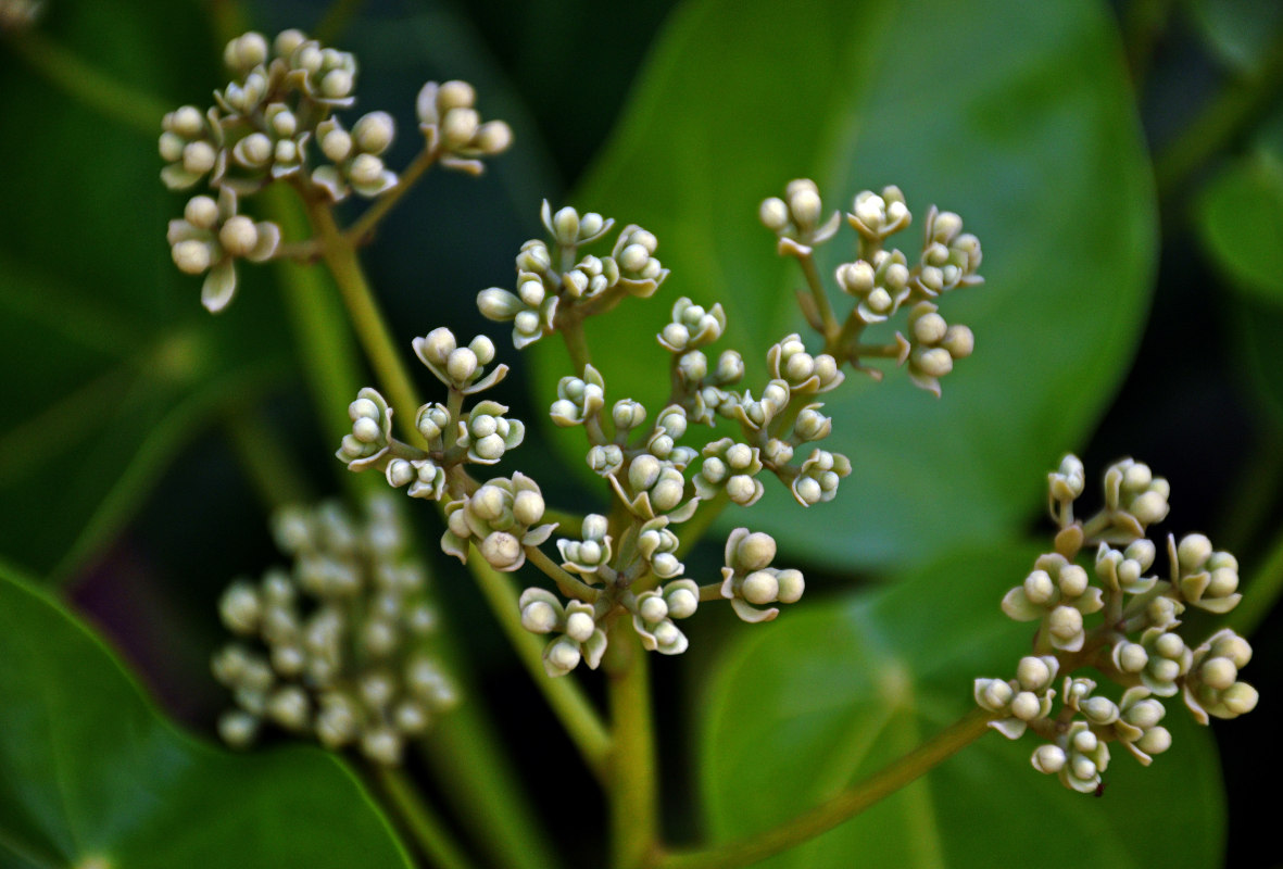 Image of Hernandia nymphaeifolia specimen.