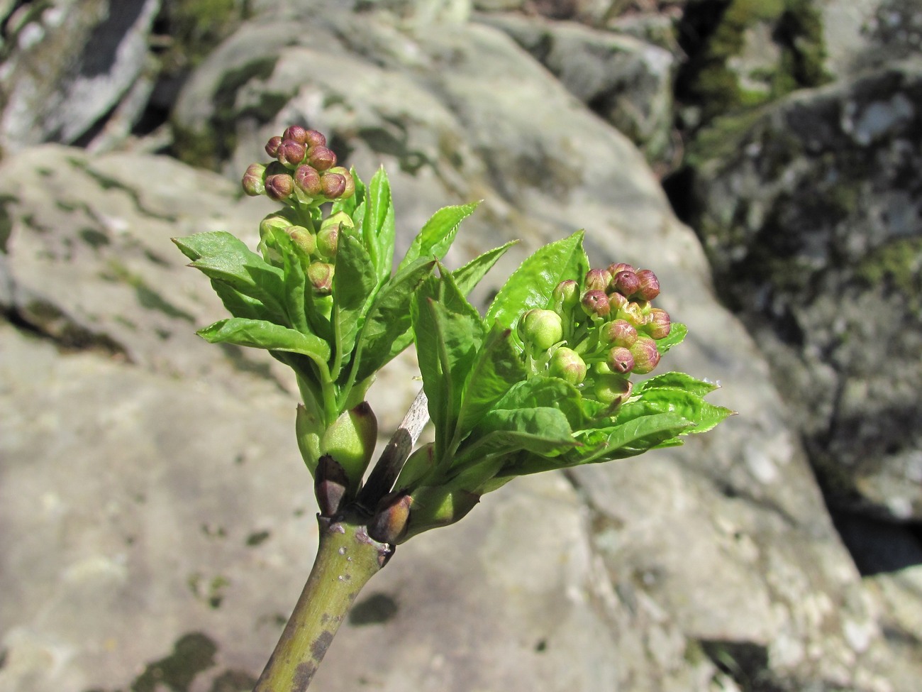 Image of Staphylea pinnata specimen.