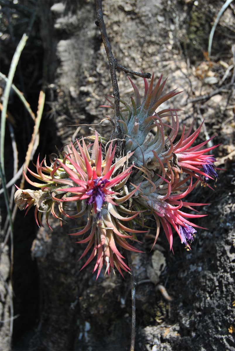 Изображение особи Tillandsia ionantha.