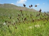 Carex pachystylis. Плодоносящие растения. Южный Казахстан, Сырдарьинский Каратау, горы Улькунбурултау, ≈ 850 м н.у.м., степной склон сев.-вост. экспозиции. 27 апреля 2018 г.