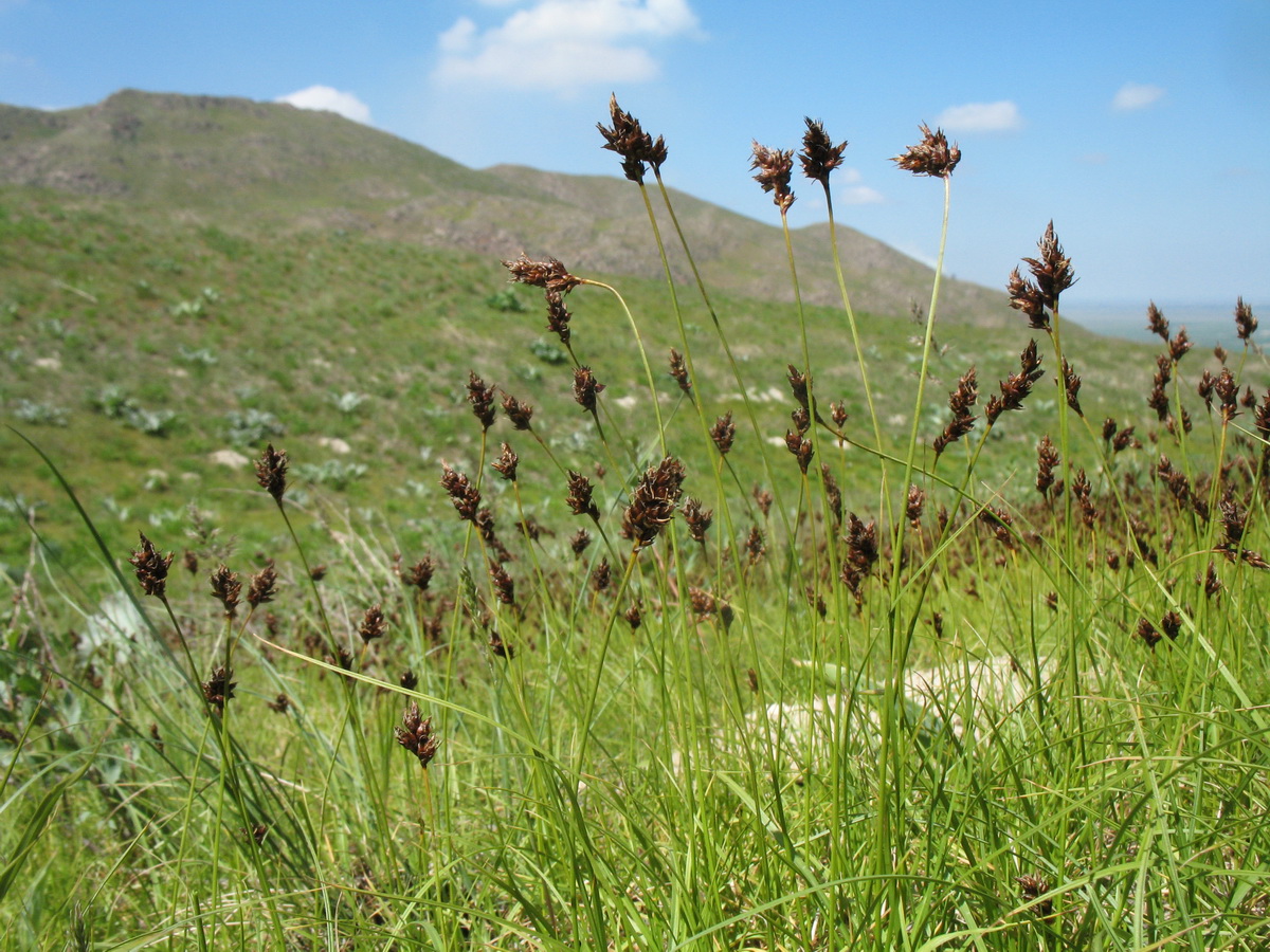 Image of Carex pachystylis specimen.