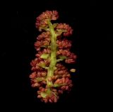 Populus balsamifera. Мужское соцветие (продольный разрез). Курская обл., г. Железногорск, в посадке. 19 апреля 2010 г.