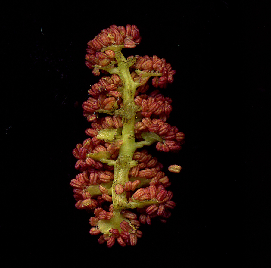 Image of Populus balsamifera specimen.