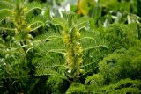 Astragalus sieversianus