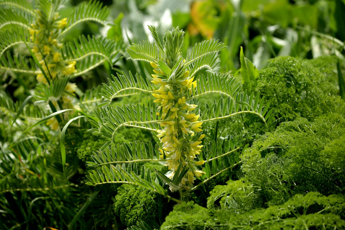 Изображение особи Astragalus sieversianus.