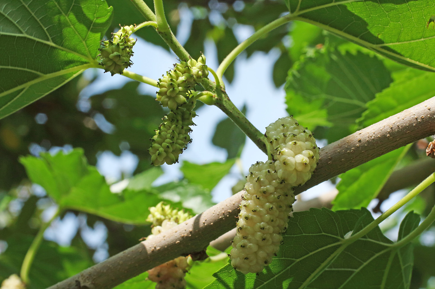 Изображение особи Morus alba.