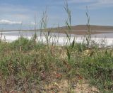 Polygonum pulchellum. Цветущие и вегетирующие растения среди побегов Halocnemum strobilaceum. Крым, Керченский п-ов, оз. Кояшское, песчано-ракушечная коса. 4 июня 2018 г.