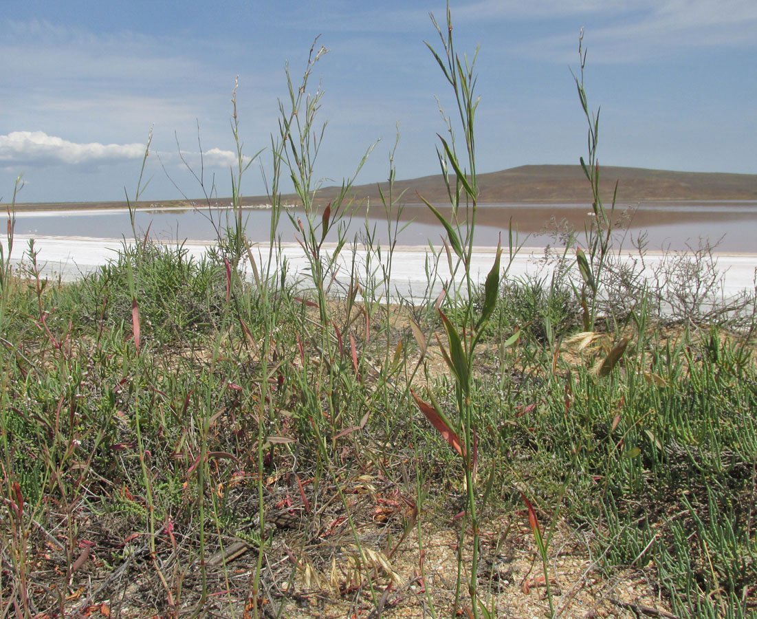 Изображение особи Polygonum pulchellum.