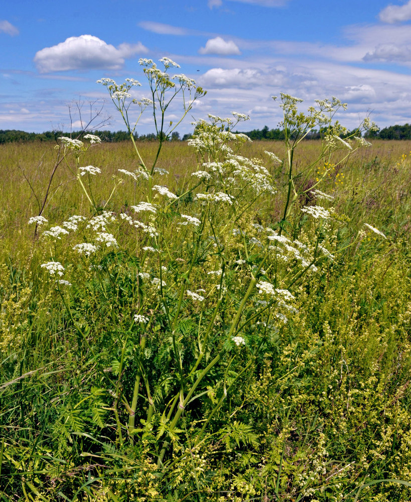 Изображение особи Anthriscus sylvestris.