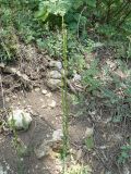 Arabis sagittata. Цветущее растение. Крым, Ялта, ущелье Уч-Кош. 30.05.2010.