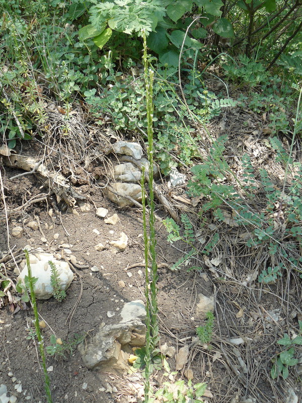 Image of Arabis sagittata specimen.