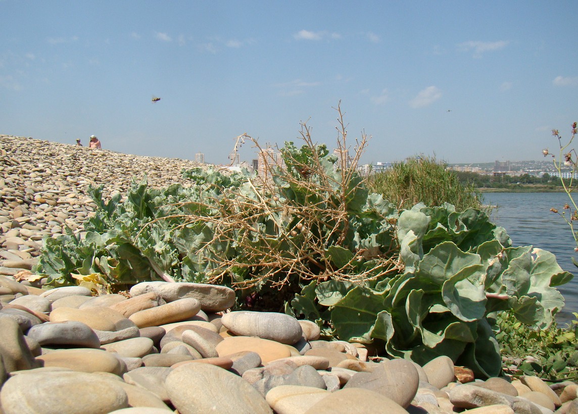 Image of Crambe maritima specimen.