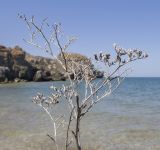Limonium scoparium. Высохшие прошлогодние веточки с остатками плодов. Крым, Керченский п-ов, Приазовье, Генеральские пляжи, на скале вблизи уреза воды. 10.06.2018.