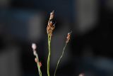 Panicum miliaceum