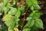 Rubus nessensis. Часть побега. Ленинградская обл., Всеволожский р-н, окр. дер. Лаппелово, очищенная от деревьев полоса между ж.-д. путями и смешанным лесом. 07.10.2017.