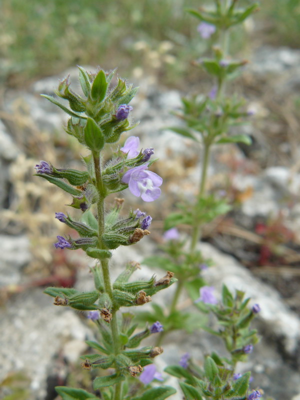 Изображение особи Ziziphora acinos.