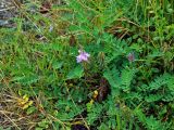 Astragalus subpolaris