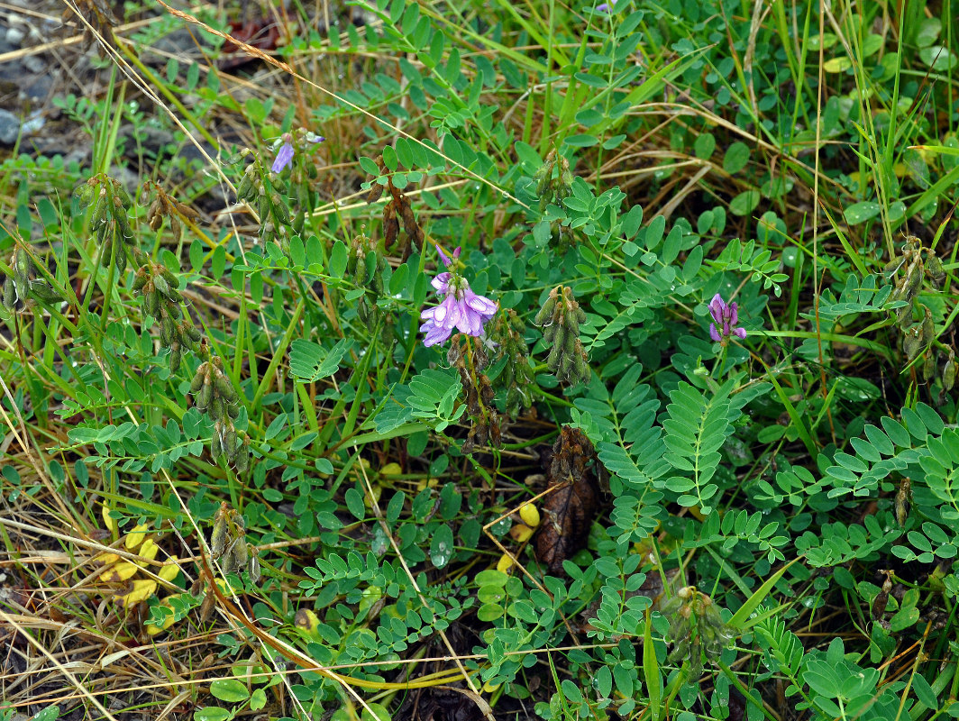 Image of Astragalus subpolaris specimen.