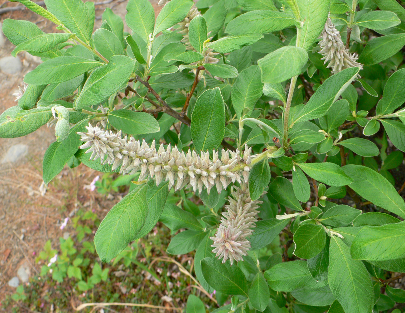 Image of Salix krylovii specimen.