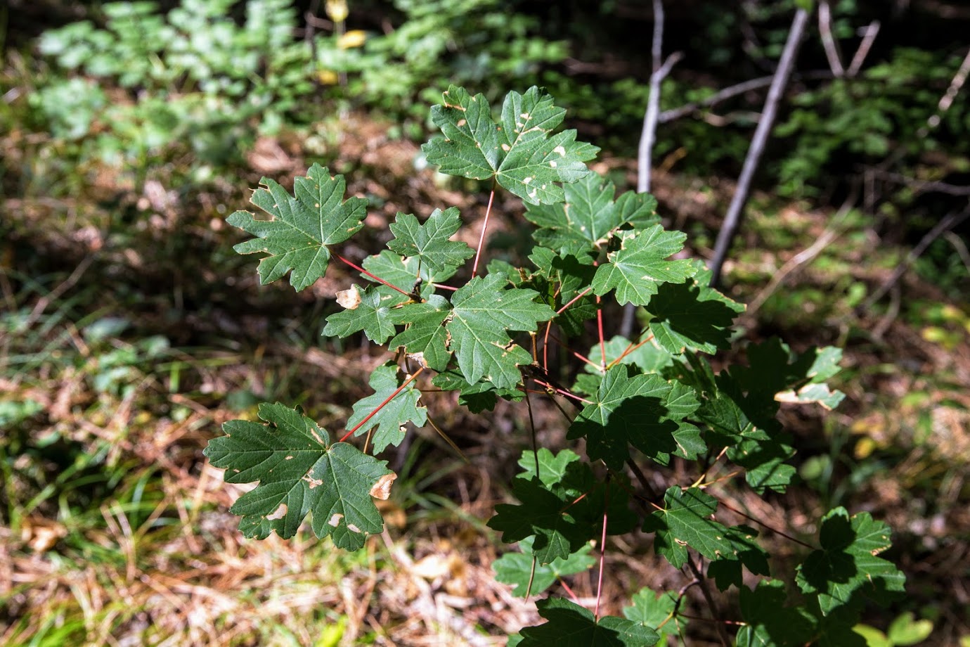 Image of Acer campestre specimen.