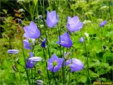 Campanula persicifolia. Верхушки побегов с цветками и бутонами. Украина, Ивано-Франковская обл., Болеховский горсовет, Поляницкий сельсовет, Поляницкий региональный ландшафтный парк, на лугу. 13.07.2018.