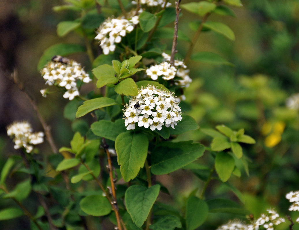 Изображение особи Spiraea media.