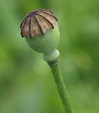 Papaver commutatum. Незрелый плод - коробочка. Северная Осетия, север Осетинской равнины, холмы на правом берегу р. Урсдон. 09.05.2010.