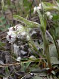 Antennaria dioica. Расцветающее растение. Свердловская обл., окр. г. Североуральск, окр. известнякового карьера, высокий скалистый берег канала Дублёр, поляна в сосново-еловом лесу. 12.06.2018.