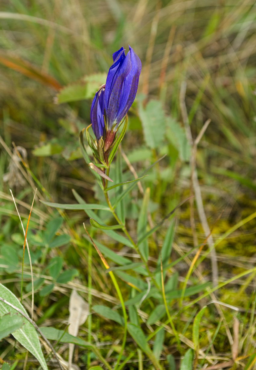 Изображение особи Gentiana pneumonanthe.