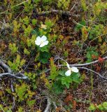 Rubus chamaemorus. Цветущие растения. Мурманская обл., п-ов Рыбачий, кустарничковая тундра. 28.06.2018.