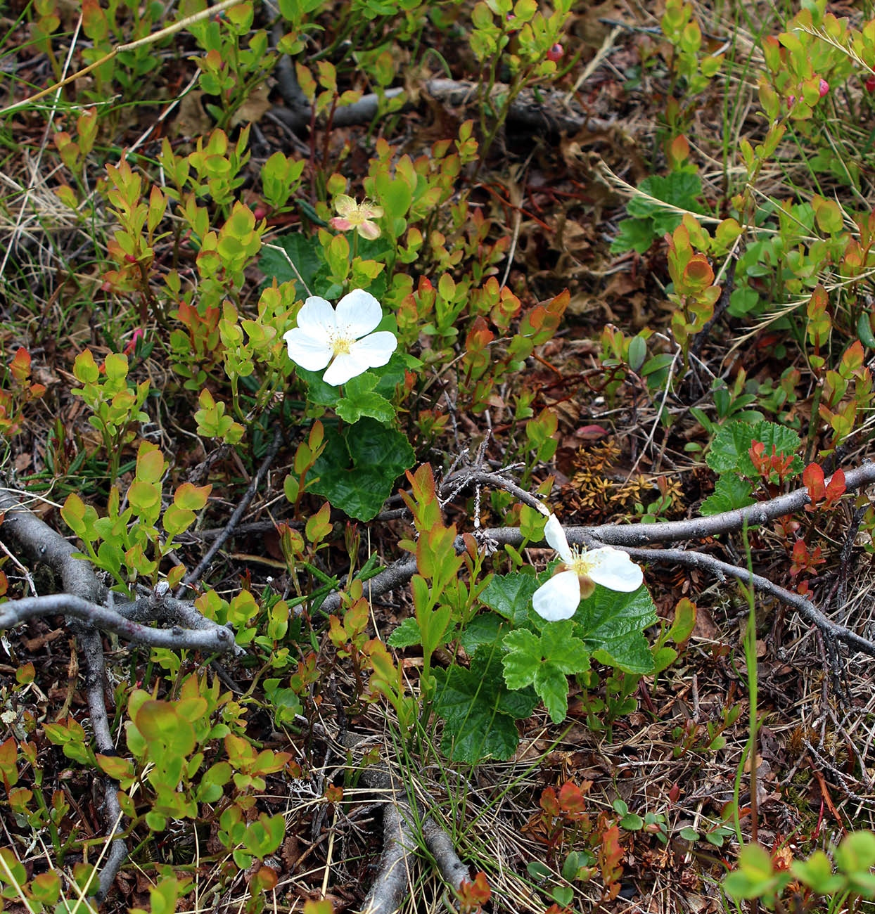 Изображение особи Rubus chamaemorus.