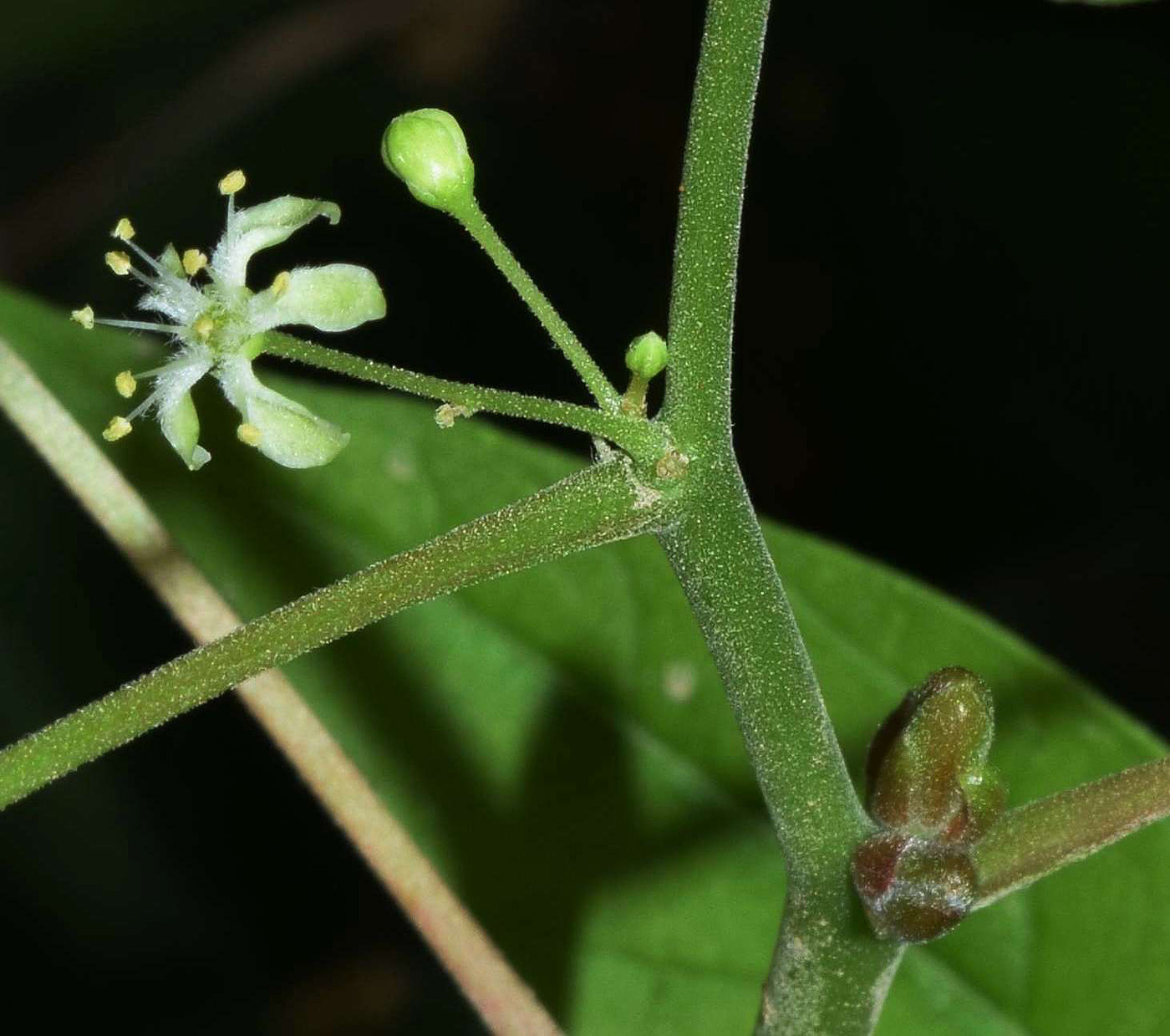 Image of Ailanthus altissima specimen.