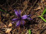 Iris ruthenica